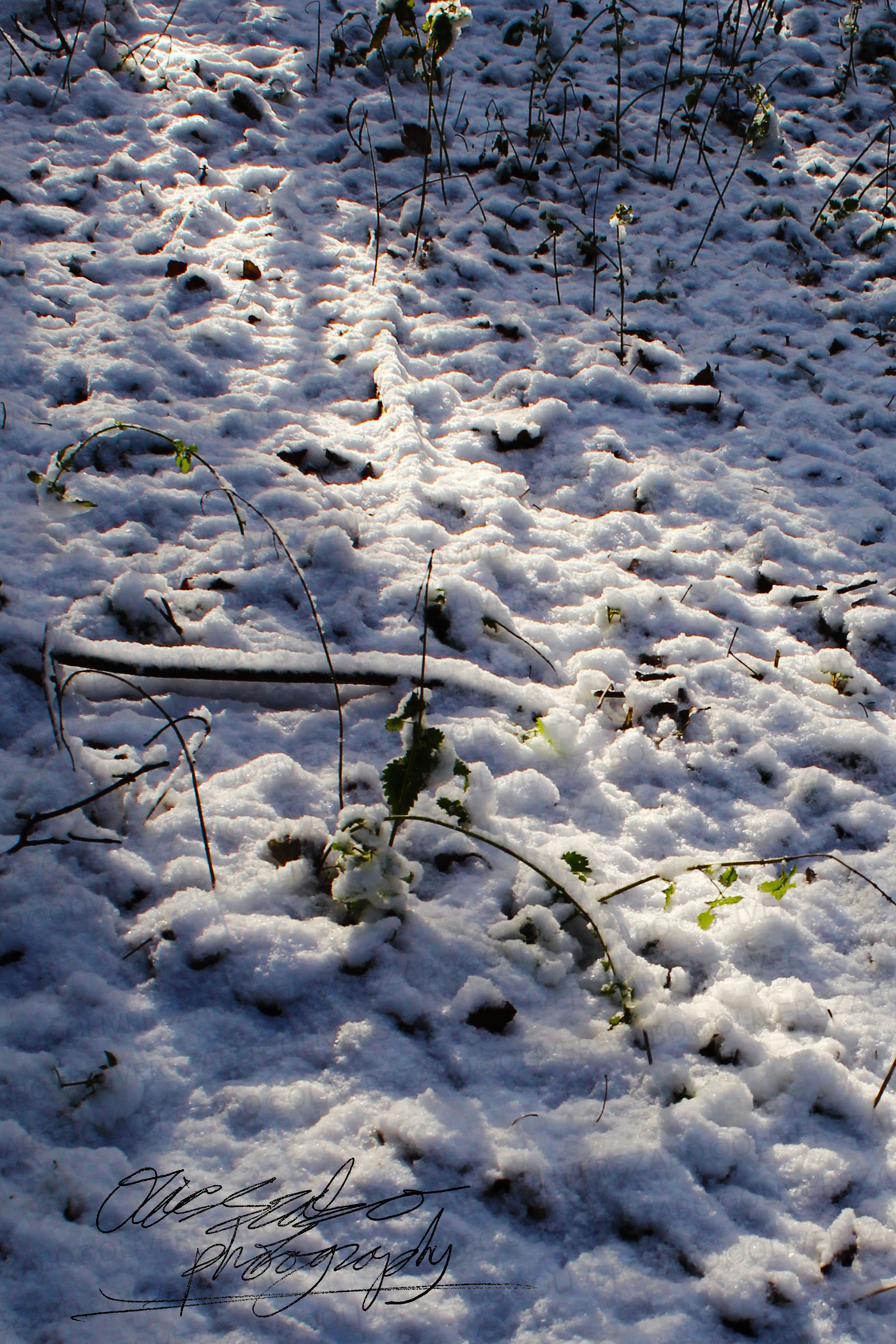 Snow Forest Floor